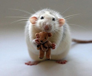 animal-bear-cute-pet-rat-sweet-5273b94a2c723c1a7bb2b31a903081d1_h_thumb.jpg